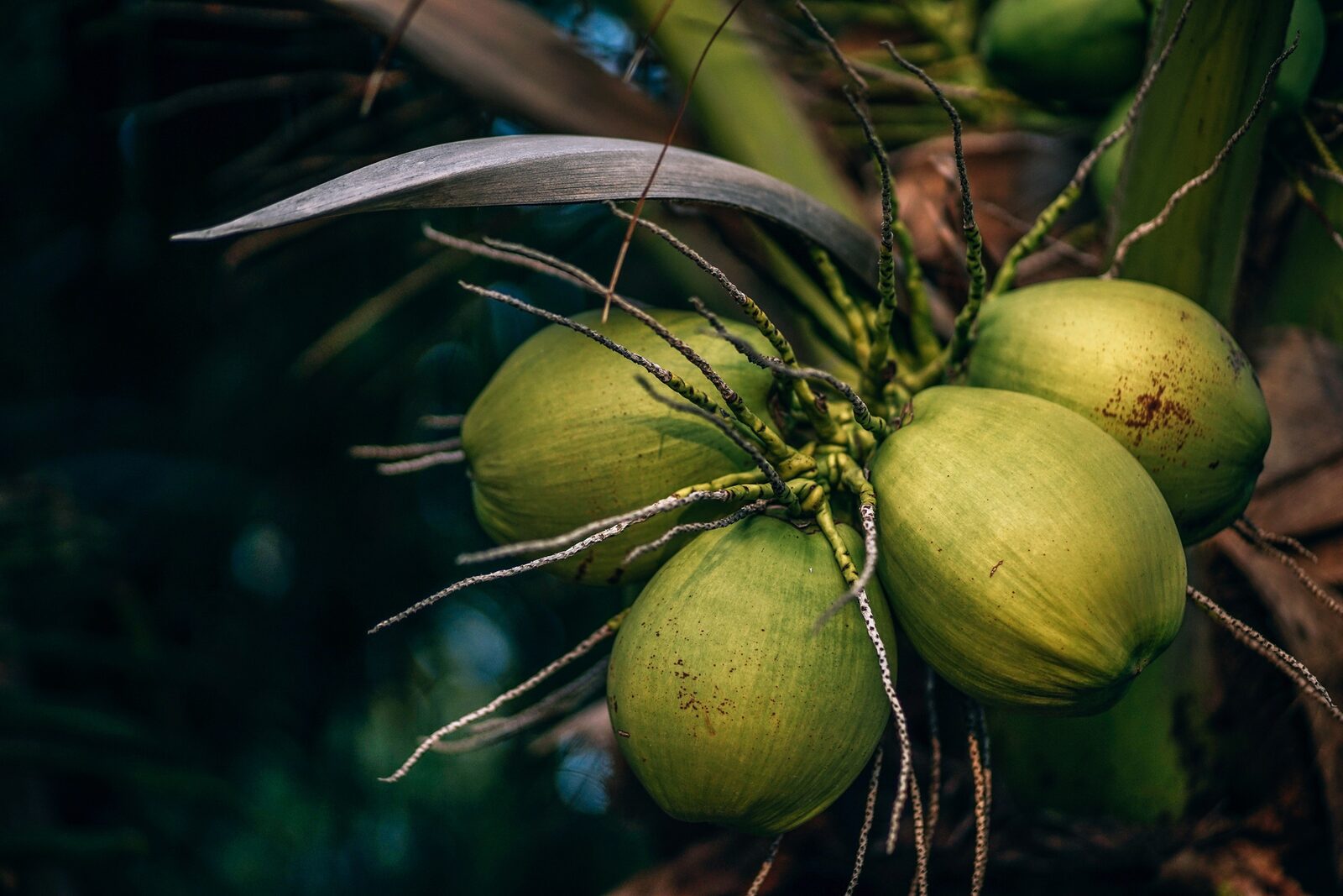 Cocos verdes ainda no coqueiro, matéria-prima do substrato