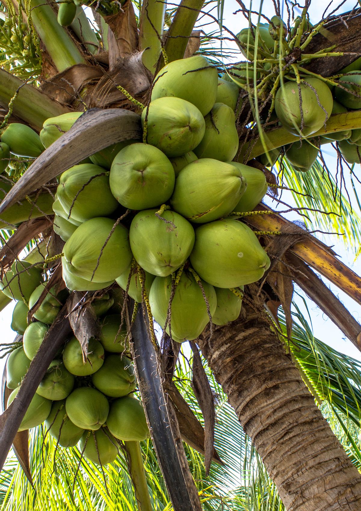 Cacho de cocos verdes no coqueiro, visto de baixo