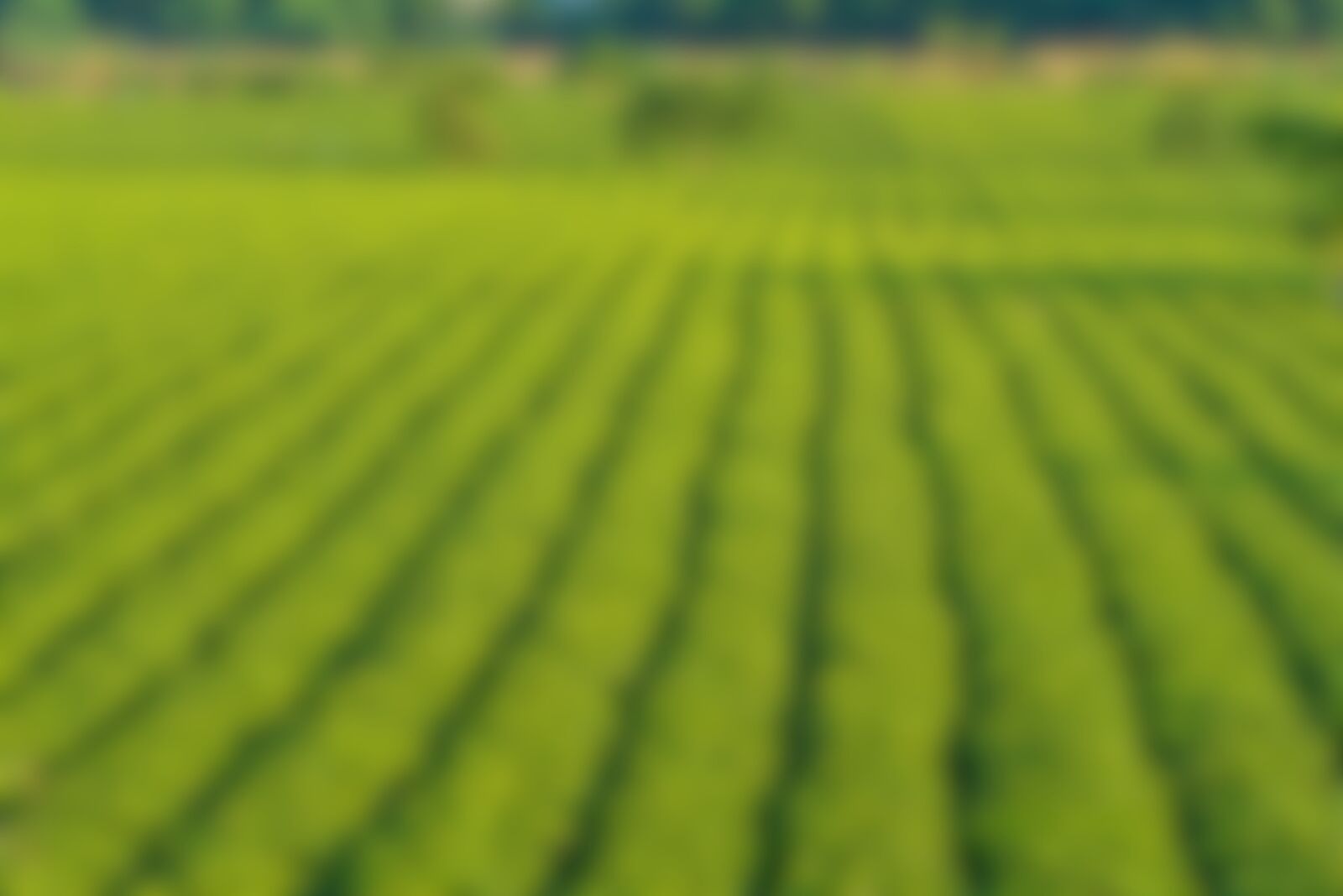 Área de plantio atendida com substratos da SustentAgro